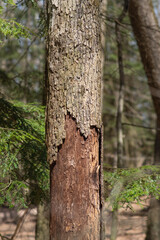 Tree bark texture copy space woodland backgrounds