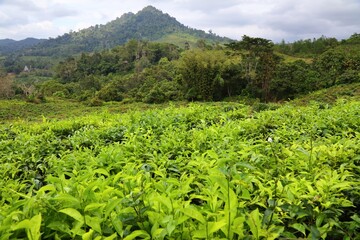 Fototapeta na wymiar Sabah tea plantation in Malaysia