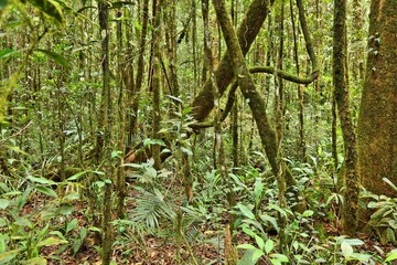 Rainforest in Borneo, Malaysia