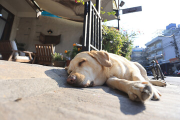 a beautiful Labrador retriever lying outside a cafe and sun bathing in Pokhara, nepal