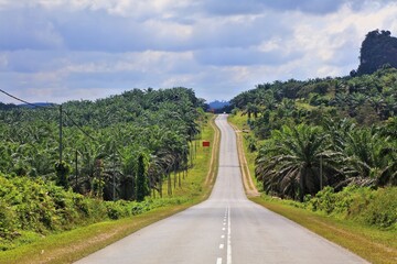 Oil palm plantation in Borneo, Malaysia