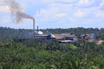 Oil palm mill in Borneo, Malaysia © Tupungato