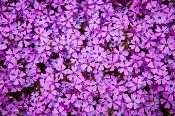 Lush Purple Flower Carpet Close-Up in Spring