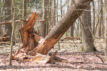 Broken in half tree extreme wether condition woodland copy space image