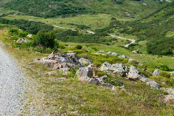 Marmot in the mountains (Austrian Alps)