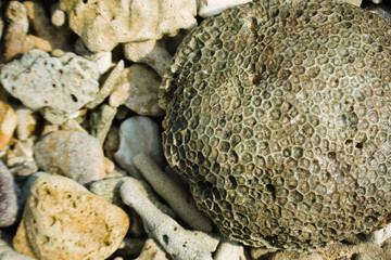 Coral reefs