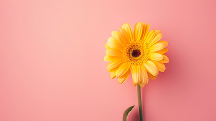 Flower minimal background the beauty that can be further developed is a variety of graphic designs