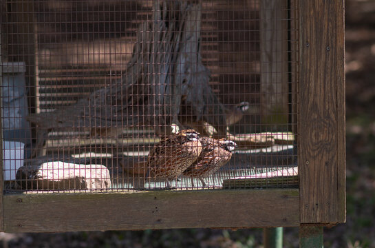 Quail farmed in the cage, copy space background image, captive birds
