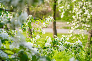 Blooming pear tree. White lush flowers on a pear tree. Spring time in Prague, Europe