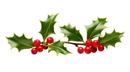 A sprig, three leaves, of green holly and red berries for Christmas decoration isolated against a transparent background