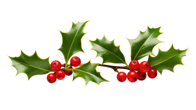 A sprig, three leaves, of green holly and red berries for Christmas decoration isolated against a transparent background