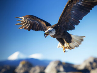 Obraz premium eagle in flight