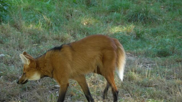 Close up of maned wolf walking on a meadow