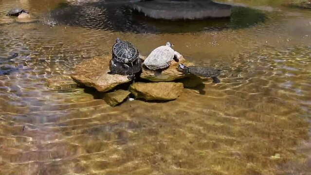 Turtles swimming and resting in the sun, in an ancient fountain.