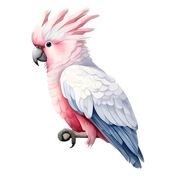 recommend clip art: beautiful colors cockatoo watercolor style, illustration.
