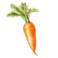 carrot watercolor style, illustration.