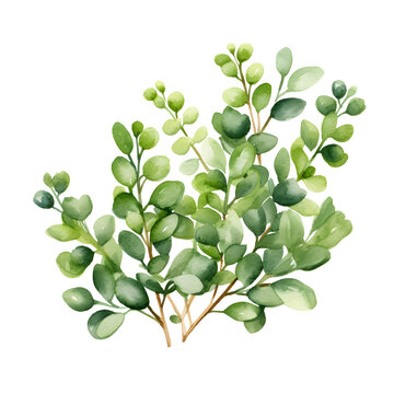 bush watercolor style, illustration.