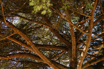 Pine Tree Branches Intertwining Against the Sky
