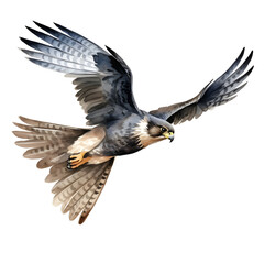 Obraz premium falcon watercolor style, illustration.