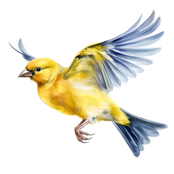 recommend clip art: canary bird watercolor style, illustration.