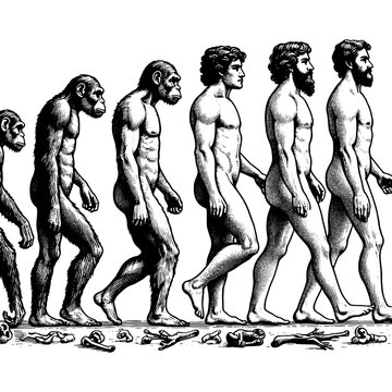 evolution of man from ape through various stages to modern human sketch engraving generative ai fictional character PNG illustration. Scratch board imitation. Black and white image.
