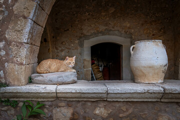 Lazy cats in Crete, Greece