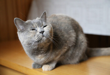 Portrait of a British Shorthair cat in the house.