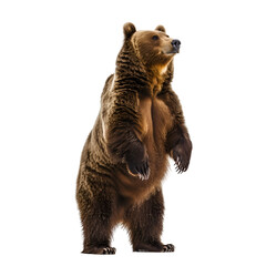 Fototapeta premium A brown bear stands on a white background