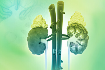 Human kidney. Urinary system. Internal organs anatomy. 3d illustration