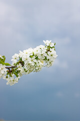 white cherry blossom. close-up of cherry blossoms. cherry blossom against dark sky