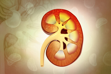 Human Urinary System Kidneys Anatomy. 3d illustration
