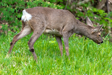 Deer grazing (Bavaria, Germany)
