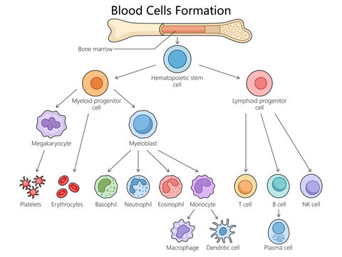 Human hematopoiesis blood cell formation from bone marrow, hematopoietic stem cells differentiation structure diagram hand drawn schematic vector illustration. Medical science educational illustration