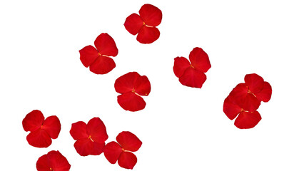 A digital illustration of multiple red hibiscus flowers scattered artistically, isolated on a transparent background