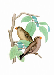 Finch Bird illustration. Vintage inspired bird art.