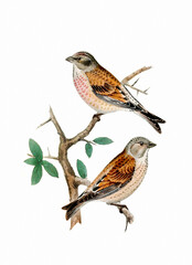 Fototapeta premium Finch Bird illustration. Vintage inspired bird art.