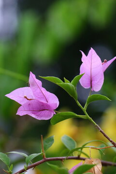 Bougainvillea spectabilis, also known as great bougainvillea, is a species of flowering plant. It is native to Brazil, Bolivia, Peru, and Argentina's Chubut Province. 