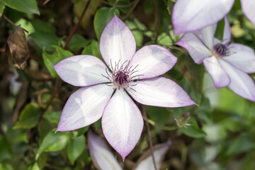 Beautiful Clematis flower.