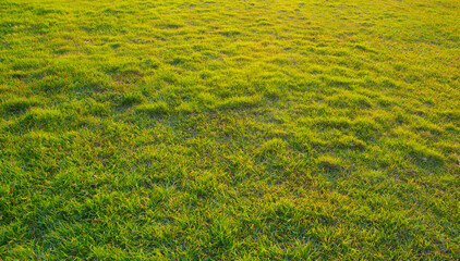 green grass field with beautiful light