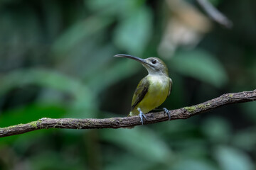 Long-billed Spiderhunter The upper body, wings and tail are greenish yellow. The neck and lower body are grayish-white. Shins and feet are bright orange.