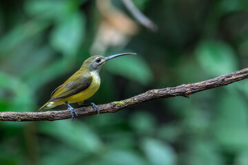 Long-billed Spiderhunter The upper body, wings and tail are greenish yellow. The neck and lower body are grayish-white. Shins and feet are bright orange.