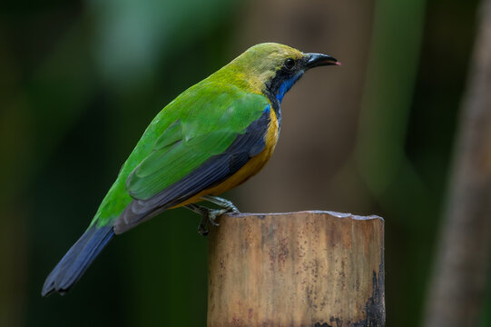 Orange-bellied Leafbird The head and upper body are green, the face, neck and upper chest are black, the antennae are bright blue, the wings and tail are dark blue. Chest and lower body orange