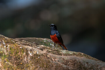White-capped Water Redstart The head to the nape of the neck is white, contrasting with the black head, chest, back, wings, and tip of the tail. The rest are dark red and the tail wags. 