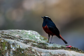 White-capped Water Redstart The head to the nape of the neck is white, contrasting with the black head, chest, back, wings, and tip of the tail. The rest are dark red and the tail wags. 