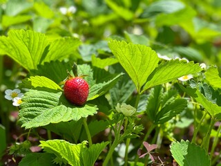 Strawberry red delicious berry in the garden