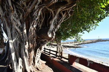 arbre sur le cote