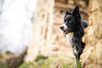 Beautiful border collie in nature