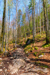 Rocky Forest Path in Berchtesgaden: A Journey Through Alpine Wilderness