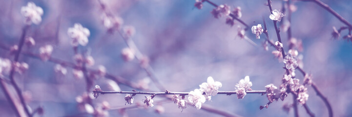 Banner Purple Pastel flower floral soft nature blossom blurred background Romance plum botanical...