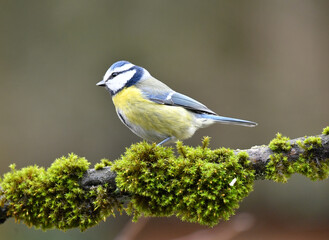 Blaumeise